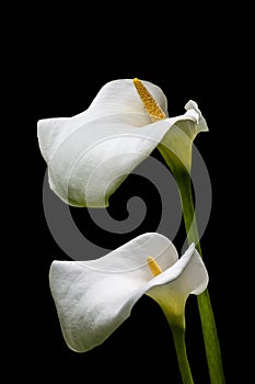 White calla lily flowers isolated over black background