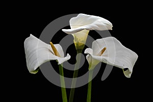 White calla lily flowers isolated over black background