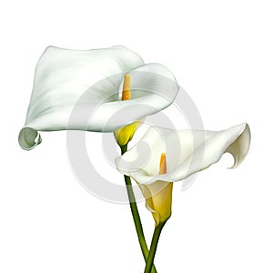 White calla lily isolated on a white