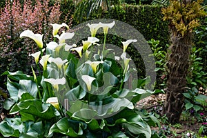 White Calla Lily plant in bloom