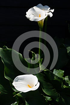 White calla lily plant with flowers on black background, dark key concept