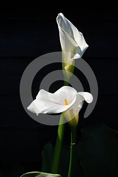 White calla lily plant with flowers on black background, dark key concept