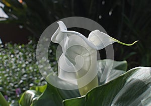 White calla lily with spiral