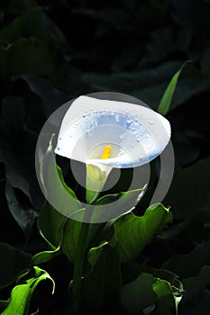 White calla lily.