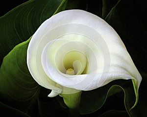 White Calla Lily Surrounded by Leaves