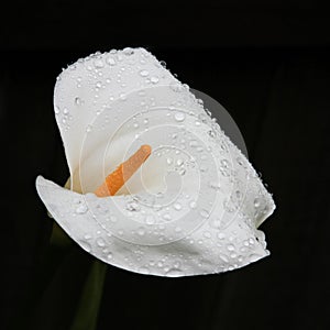 White Calla Lily with Water Drops