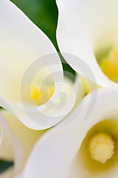 White Calla Lily Wedding Flower Bouquet