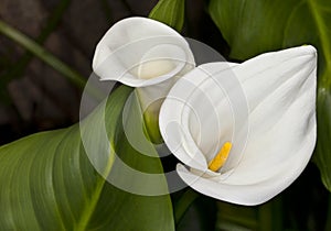 White Calla-lily (Zantedeschia aethiopica)