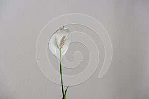 Biela rastlina kala na okennom parapete v kvetináči v miestnosti.