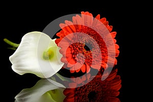 White Calla and red Gerber flowers