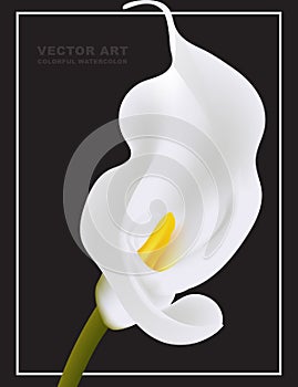 White Calla vector flower card template isolated on black background. Myay be used as a funeral memory illustration, mourn art or
