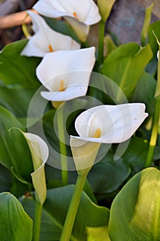 White callas