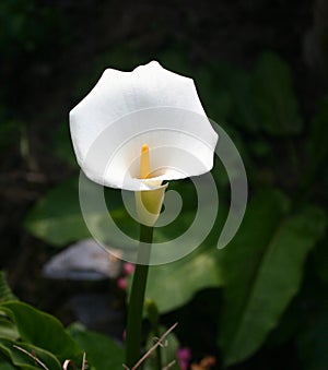 White callas flower