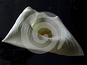 White callas flower, close-up, pronounced petal texture,