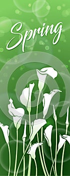 White callas on a green background with bokeh effect. Spring picture.
