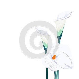 White callas lilies bouquet elegant card. A spring decorations.