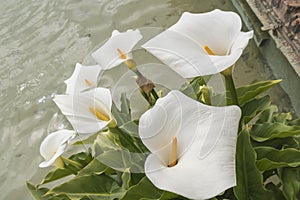 White Callas lilies at the corner of a pond