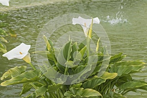 White Callas lilies at the corner of a pond