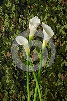 White callas lillies flower representing peace on a military camouflage pattern background