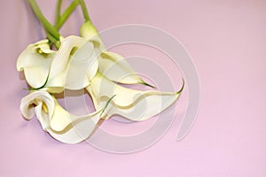 White callas on a pink gentle background. Congratulatory