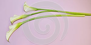 White callas on a pink gentle background. Congratulatory