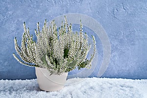 White calluna vulgaris or common heather flowers in white flower photo