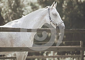 A white calm horse stands in a paddock with a wooden fence and sleeps, illuminated by the sunlight on a summer day