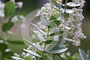 White Calotropis Gigantea