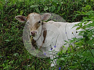 White calve beautiful image