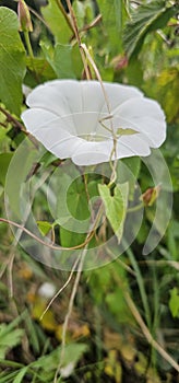 White Calystegia also called Bindweed, False Bindweed, Morning Glory, under the summer sun