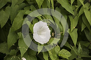 White Calystegia also called Bindweed photo
