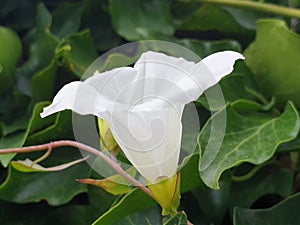 White Calystegia flower Calystegia silvatica or Calystegia macrostegia photo