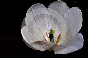 White calyx tulip photo