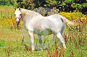 White camargue horse