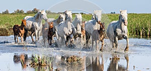 White Camargue Horse with foal run in the swamps nature reserve. Parc Regional de Camargue. France. Provence.