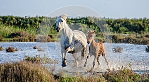 White Camargue Horse with foal run in the swamps nature reserve. Parc Regional de Camargue. France. Provence.