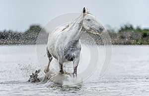 White Camargue Horse galloping on the water.