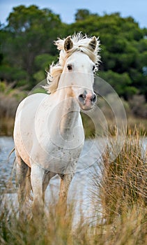 White Camargue Horse galloping through water and cane.