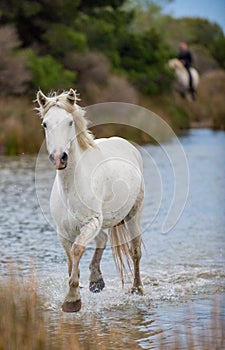 White Camargue Horse galloping through water and cane.