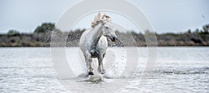White Camargue Horse galloping on the water. Parc Regional de Camargue - Provence, France