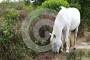 White Camargue horse, La Palissade, France