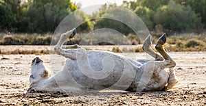 White Camargue horse lying on his back on the ground. Parc Regional de Camargue. France. Provence.