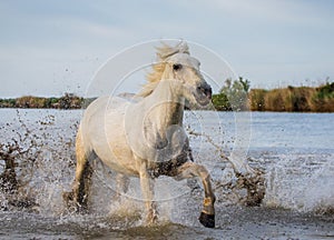 White Camargue Horse is runing in the swamps nature reserve. Parc Regional de Camargue. France. Provence.