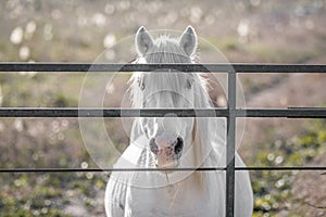 White Camargue horse in the south of France.