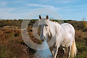 White Camargue horse in the south of France. photo