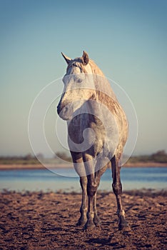 White camargue horse stallion in the nature reserve, vertical image, Bouches-du-rhone, France