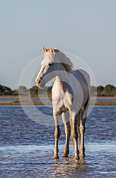 White Camargue Horse stand in the swamps nature reserve. Parc Regional de Camargue. France. Provence.