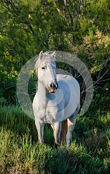 White Camargue Horse stand in the swamps nature reserve. Parc Regional de Camargue. France. Provence.