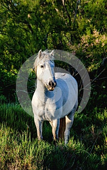 White Camargue Horse stand in the swamps nature reserve. Parc Regional de Camargue. France. Provence.