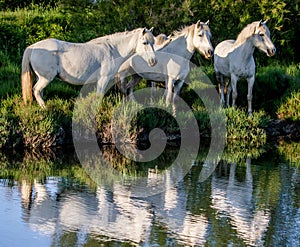 White Camargue horse standing near water with reflection. Parc Regional de Camargue. France. Provence.